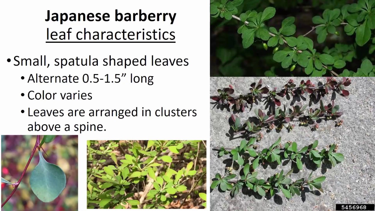 Japanese Barberry Identification YouTube