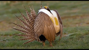 Saving the Strutting Sage Grouse: BYU Studies a Fragile Species