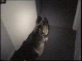 K9 Kilo Nighttime Two-Story Building Search @ Sirius K9 Academy K9 Kilo Nighttime Two-Story Building Search @ Sirius K9 Academy