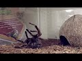 Tarantula Molting! SnakeBytesTV : AnimalBytesTV