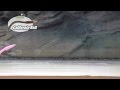 カリフォルニアロール ～アクション編～