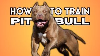 How to Train Pitbull Dog: Training Tips by Nature's Creatures 16,848 views 8 months ago 2 minutes, 56 seconds