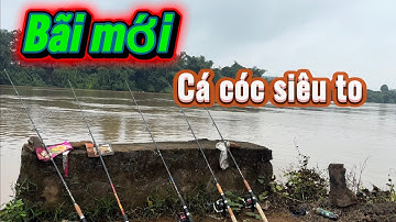 #fishing #câucá  sông đồng Nai. Bãi mới. Gặp bầy cá cóc siêu to . Giựt cong cần 