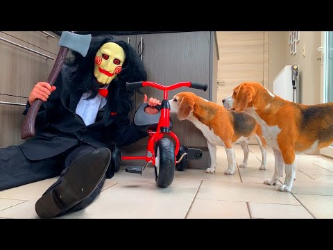 dogs-vs-jigsaw-prank-3-:-funny-dogs-louie-and-marie