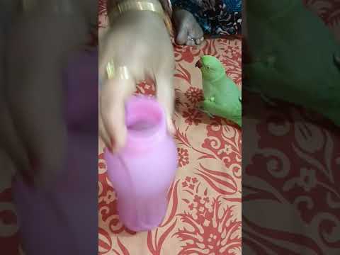 Talented  Parrot 🦜# Trained Parrot # Tamed Parrot 🦜 👌 ♥️ 🙌