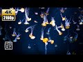 Fall asleep !! Peaceful Relaxing🧘Meditation Music 4K 12 HRS, with Sea Nettle Jellyfish.