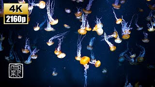Fall asleep !! Peaceful Relaxing🧘Meditation Music 4K 12 HRS, with Sea Nettle Jellyfish.