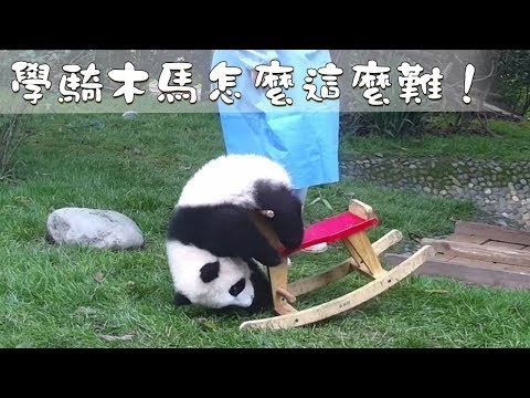 《熊貓早晚安》學騎木馬怎麼這麼難！| iPanda熊貓頻道