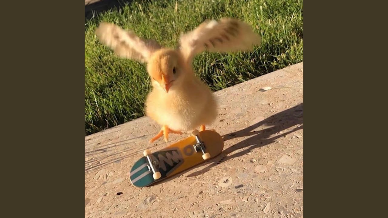 Παρακολούθηση TECH DECK στο YouTube Παρακολούθηση TECH DECK στο YouTube