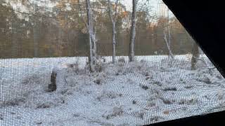 Page Farms Live Stream