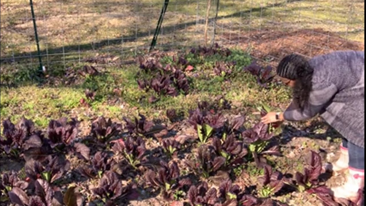 What’s growing’ on? Harvest & chat with me