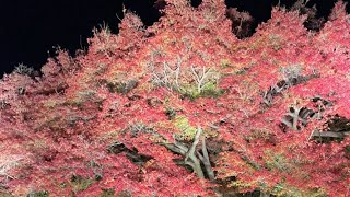 Entoku-in Temple圓徳院-Live🇯🇵