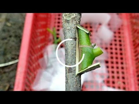 Vídeo: Para que serve o enxerto de fenda - Como você enxerta uma árvore