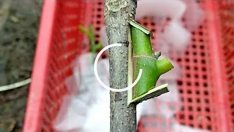 Como as plantas se cruzam?