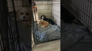 Cavapoo Puppies chilling in one of their 50 beds and like the sound of treats 😅🥰❤️ by Loki and Luna 119 views 7 days ago 2 minutes, 4 seconds