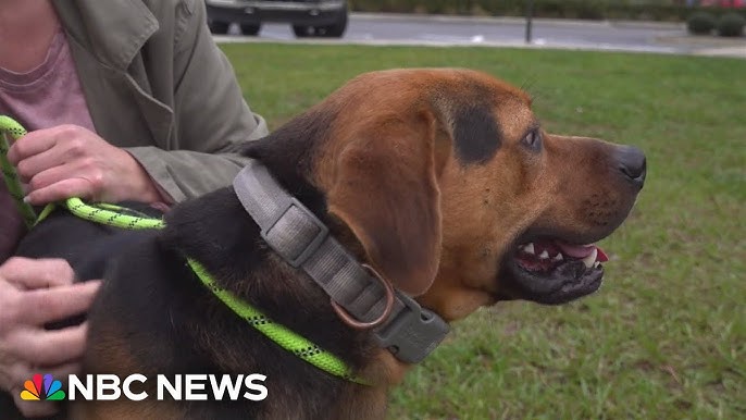 Florida Rescue Organization Races To Find Indoor Dog Shelters Amid Cold