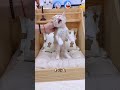 意地っ張り猫!座ったまま眠る衝撃の姿 #Shorts#viral