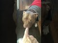 Noble Gets Rewarded For His Dry Nose Americanbully 