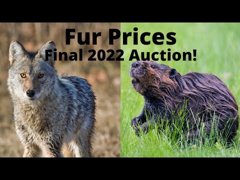 Fur Prices -