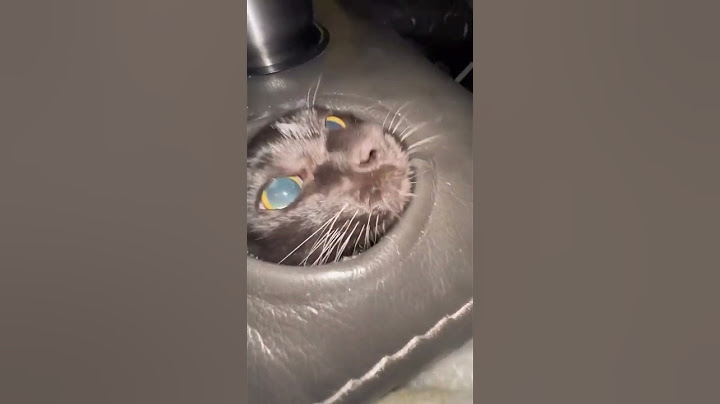 um gatinho no sofá #shorts #viral