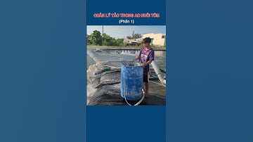 Quản lý tảo trong ao nuôi tôm (P1)