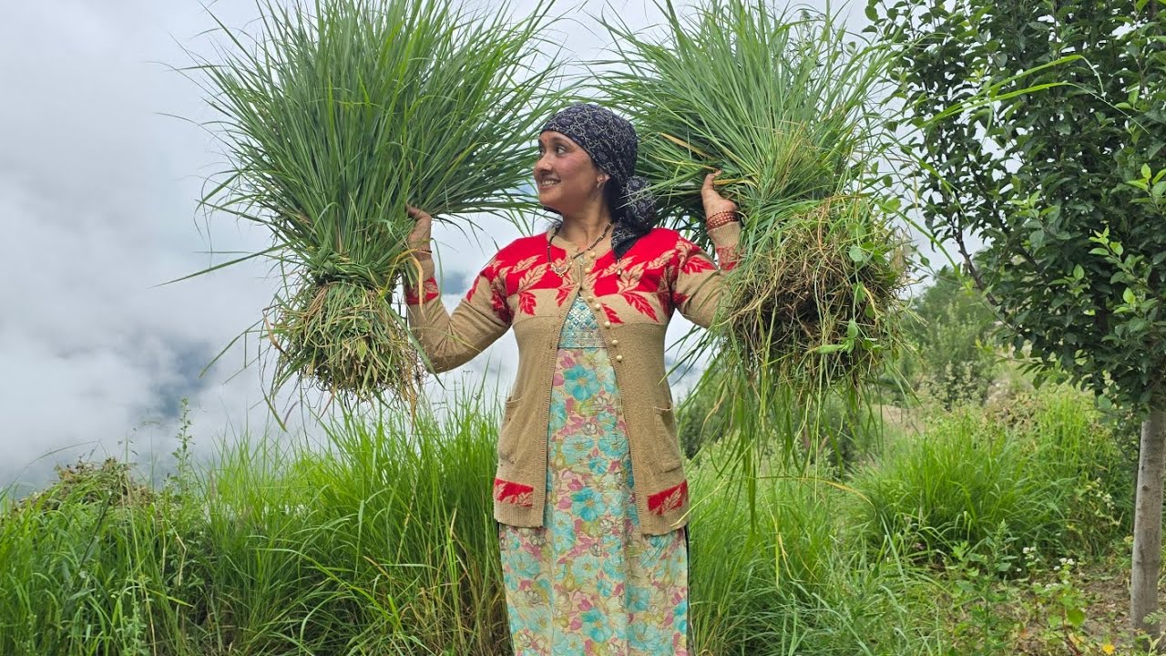 Sangla valley me  एक  साथ  दो बड़े  काम