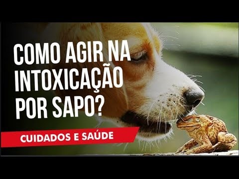 Vídeo: Quais sapos podem matar cachorros?