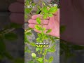 El truco del azúcar para que tus plantas crezcan más fuertes 🌸🪴