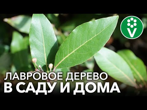 КАК ВЫРАСТИТЬ ЛАВРОВОЕ ДЕРЕВО ДОМА И В САДУ? Невероятная польза лаврового листа + рецепты