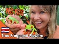 Frogs, Flowers and Fauna 🇨🇷 Monteverde Costa Rica