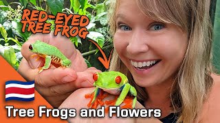 Frogs, Flowers and Fauna 🇨🇷 Monteverde Costa Rica