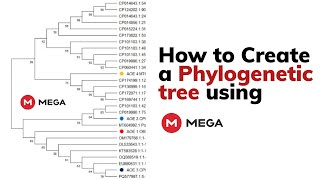 How to Create a Phylogenetic Tree Using MEGA | Step-by-Step Tutorial