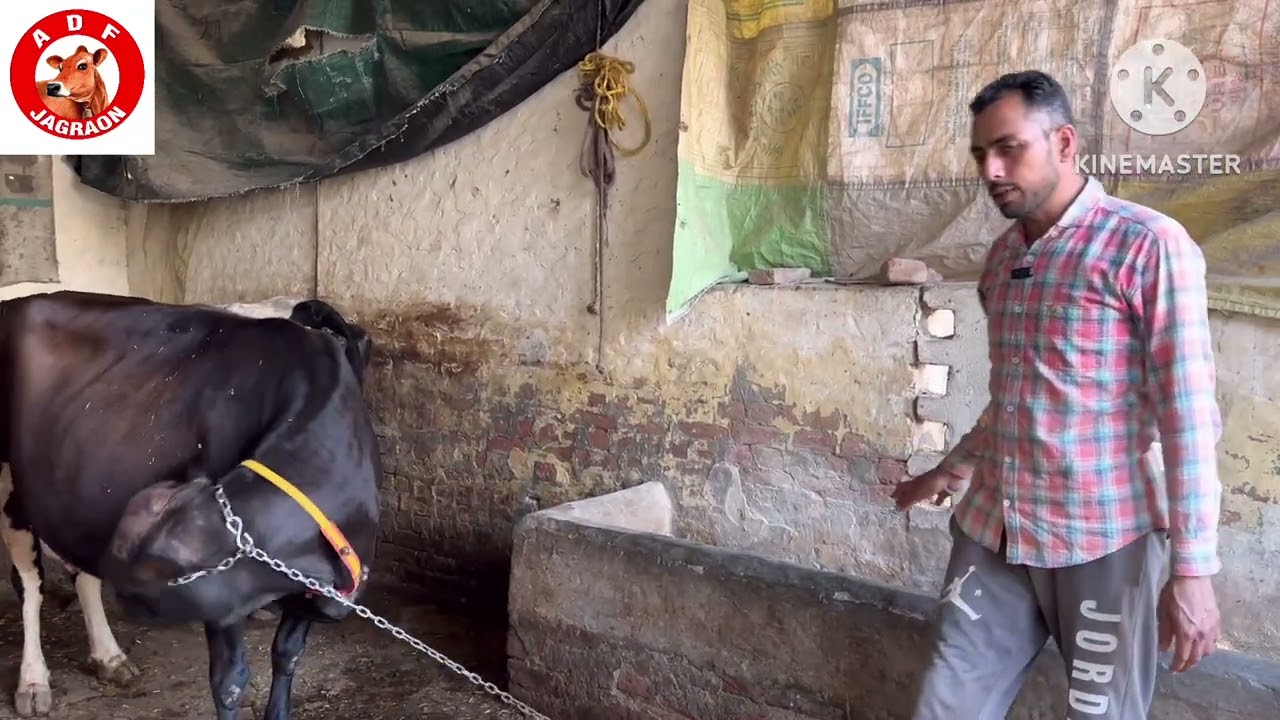 10/3/26 ਛੋਟੇ ਮੁੱਲ ਦੀਆਂ ਦੋ ਤੋਕੜ ਗੱਬਣ ਗਾਵਾਂ ਵਕਾਉ ਇੱਕ ਮਗਰ ਵੱਛੀ ਮੋ 9646568756