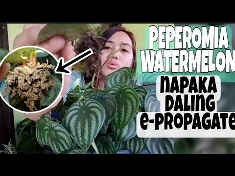 Видео: Peperomia мохоо навчит (37 зураг): гэртээ пеперомиа арчлах, цэцэглэх, үржих, өвчин эмгэг