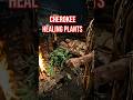6 Plants Cherokee Healers Trusted for Powerful Remedies