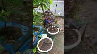 Nhật Bản Stress Lắm.thú Vui Nơi Hoang Dã