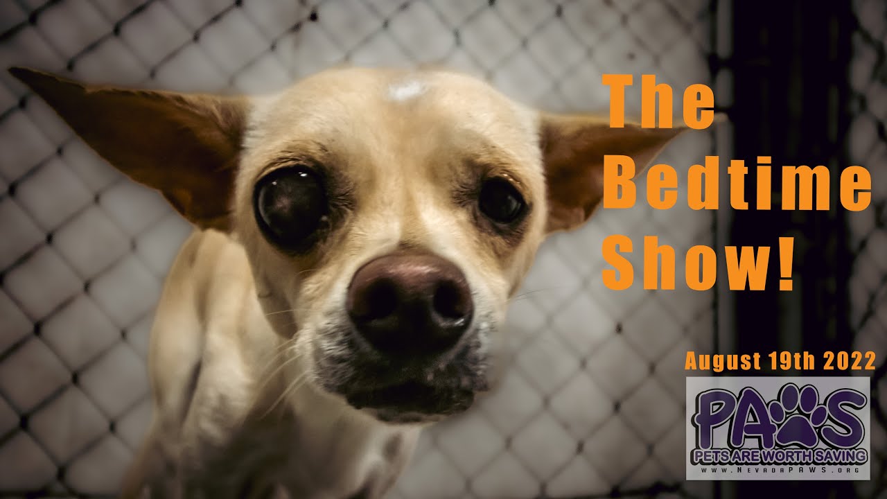 It's a Chihuahua explosion at PAWS Animal Rescue! THE BEDTIME SHOW