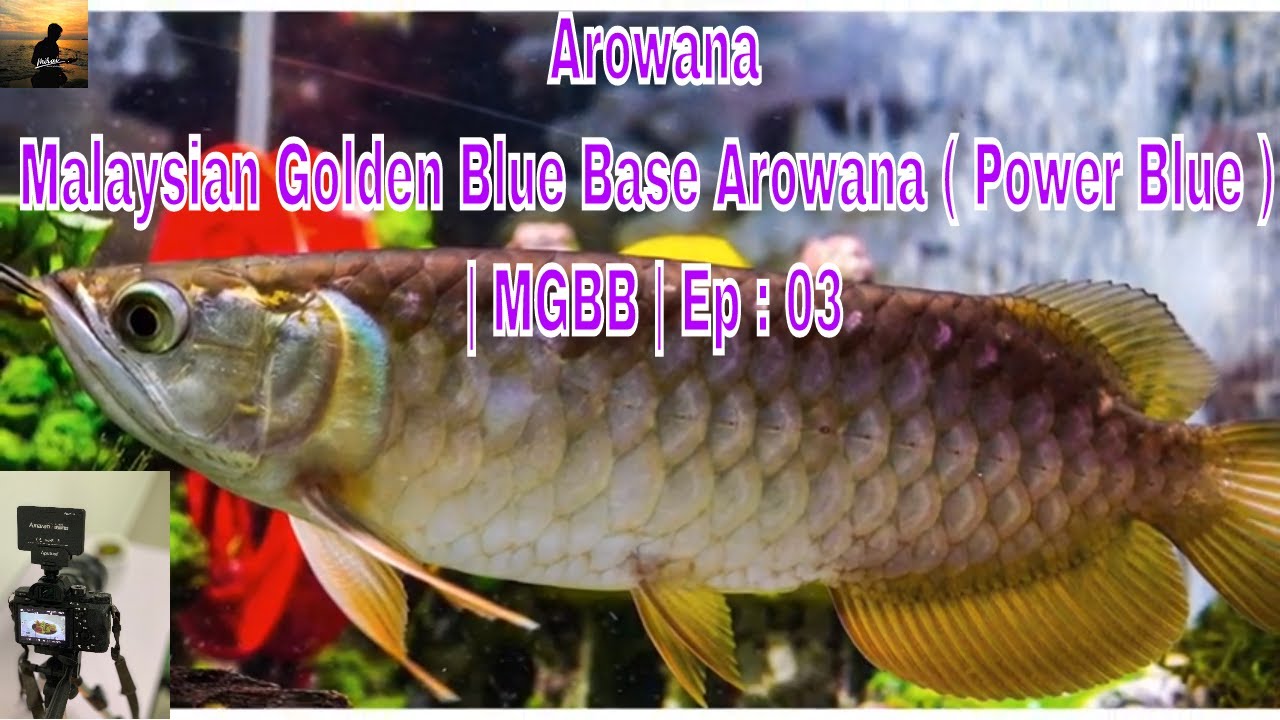  Arowana  Malaysian Golden Blue Base Arowana  MGBB 