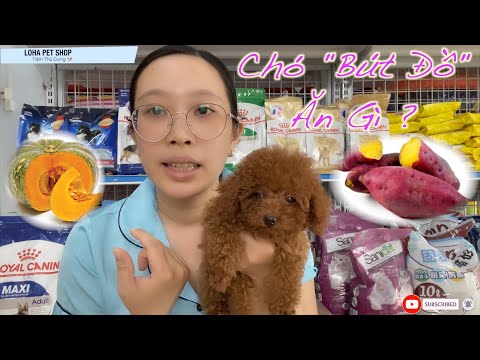 Video Chó Poodle ăn gì ? Đồ ăn cho chó con khoẻ đẹp - youtube