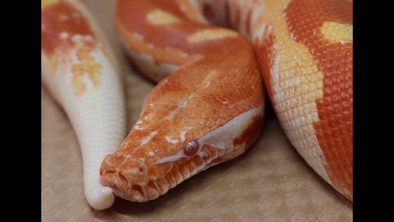 Tinley Park Reptile Show Cancelled. March 15, 2020 - YouTube