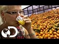 Dentro de una fábrica de jugo de naranja | ¿Cómo lo hacen? | Discovery Latinoamérica