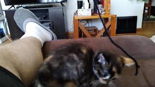 the new kitten jade
