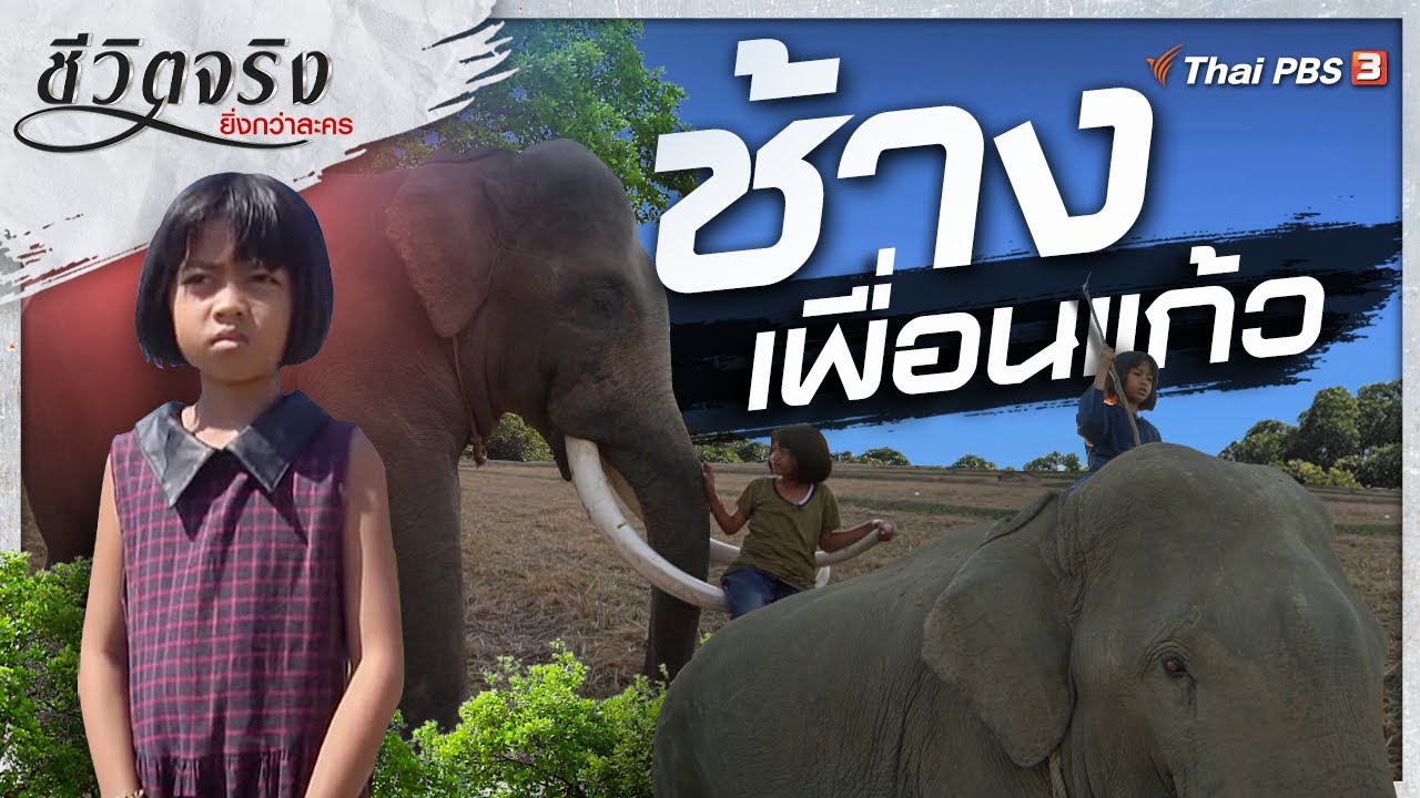 ช้างเพื่อนแก้ว : ชีวิตจริงยิ่งกว่าละคร