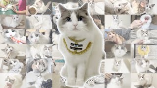 【総集編】ラグドール猫が生まれてから3年間の成長記録まとめ。