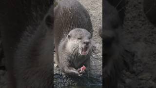 Sea otters, the keystone species #shorts #fyp #wildlife #cute #animals