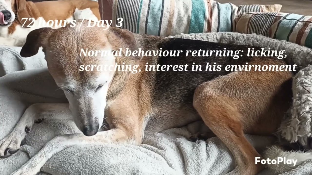 LD's recovery day by day from Idiopathic Vestibular Syndrome in Dogs