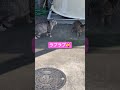 ラブラブな猫の夫婦💝　#short #shorts #ねこのいる生活 #のら猫 #地域猫