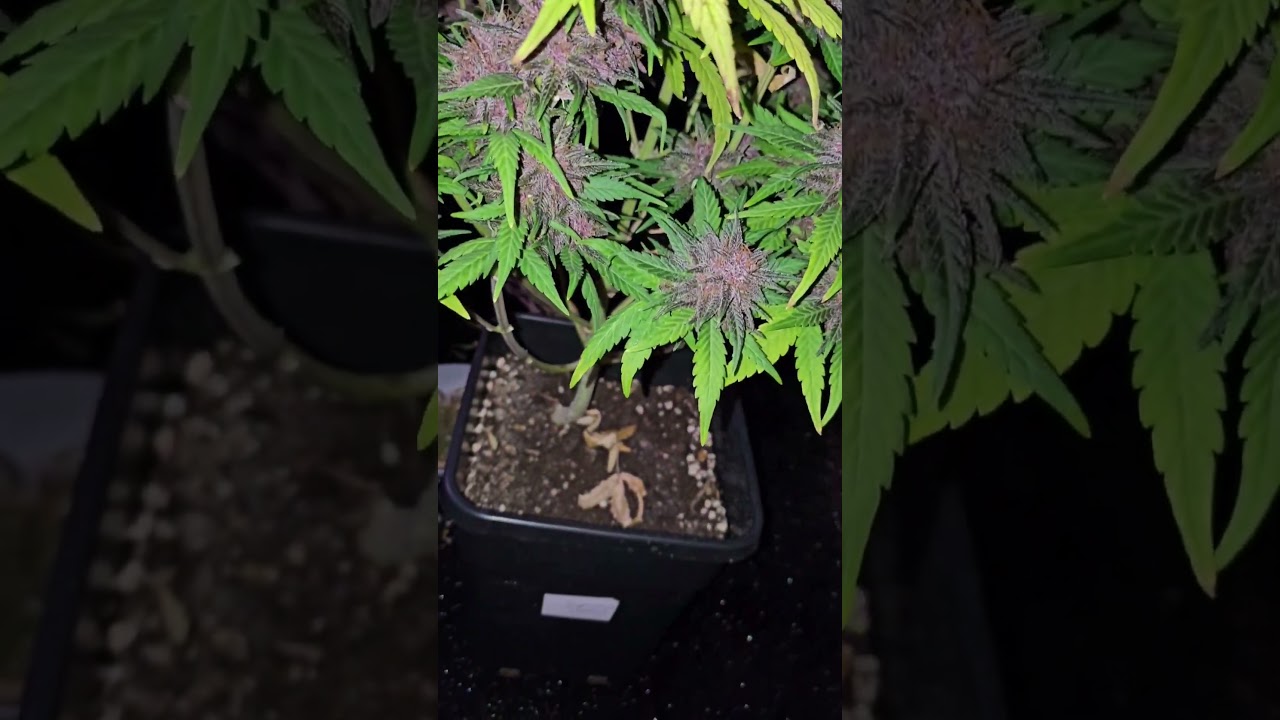420 Fast Buds Lemon cherry Cookies Grow Nr.2