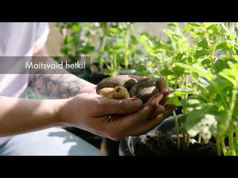 Video: Kartulite kasvatamine konteinerites: kuidas kasvatada kartulit potis