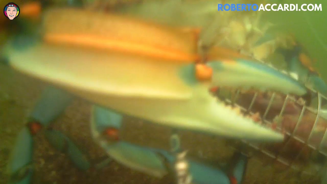 UNDERWATER - Granchi blu enormi attaccano la mia trappola